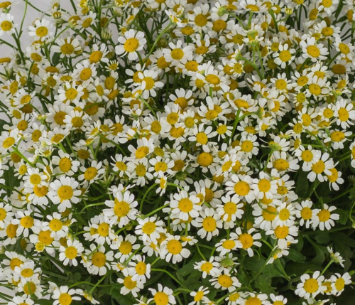 Букет Счастливая семья с ромашками танацетум Арт 50581